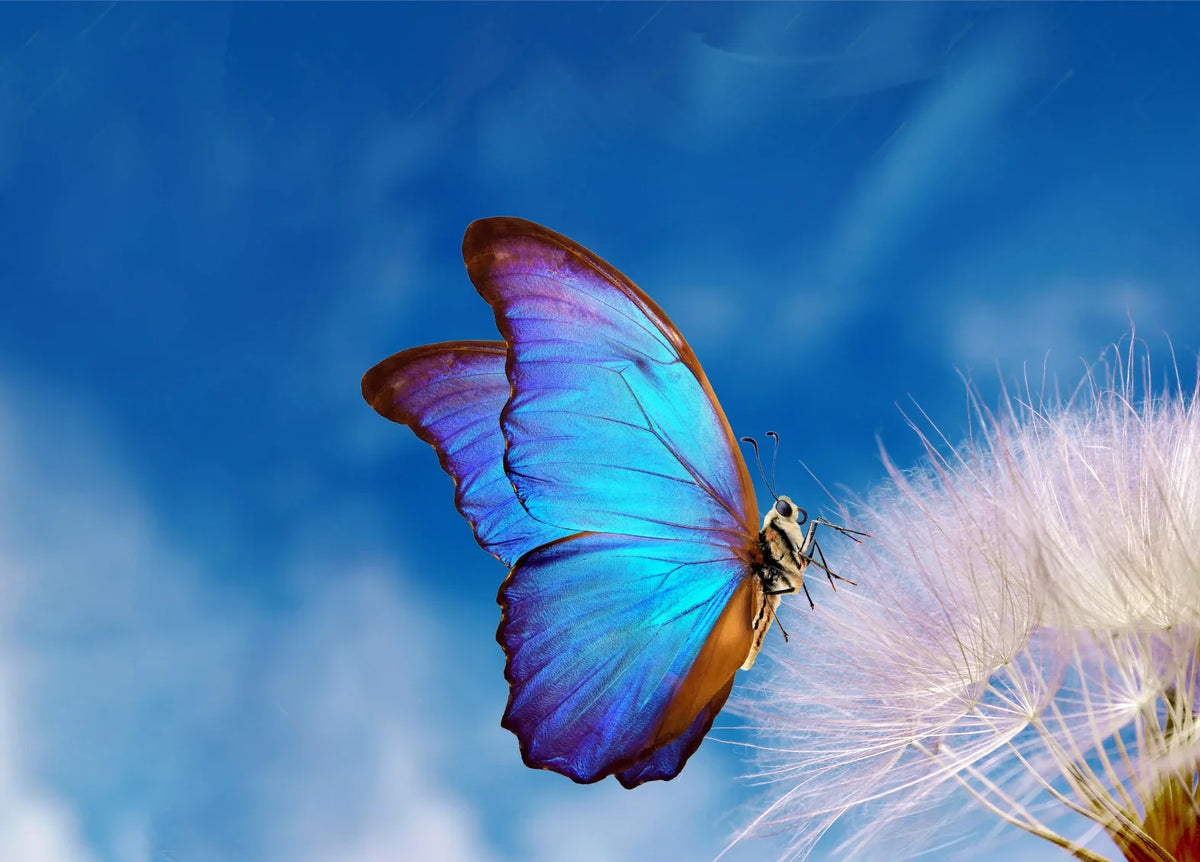 Vibrant blue and purple butterfly resting on a white dandelion against a blue sky.